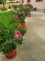 Продавам олеандри/зокуми/, снимка 6