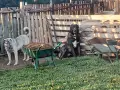 Подарявам кученца , снимка 3