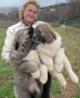 кавказка овчарка, снимка 1