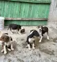 Ловджийски кучета, снимка 6