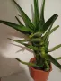 ГОЛЯМО АЛОЕ - Височина 60 см, снимка 2