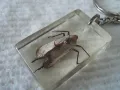 Стари ключодържатели Насекоми, снимка 12