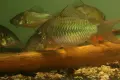 Сомче коридорас, зелен коридорас, brochis splendens, снимка 1
