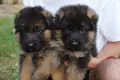 Kennel von Haus Evelin , снимка 1