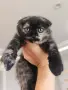 женско шотландско клепоухо коте с костенуркова шарка, снимка 1
