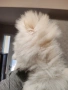 Померан мини женско , снимка 11