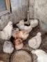 Продавам яйца за лупене. , снимка 1