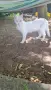 Котета търсят дом, снимка 6