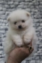 Померан мини мъжко и женско , снимка 6