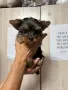 Йорки женски стандарт, снимка 1