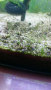 Водни охлюви Хелена (Anentome helena), снимка 2