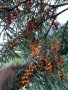 Облепиха, лечебни плодове и растения,супер храни,билки, снимка 4
