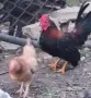 Сарама Малайзиатска мини кокошки , снимка 2