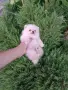 Мини момченце. Померан., снимка 5