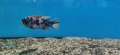 Рибки Африкански цихлиди, снимка 2