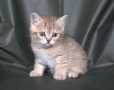 Британски късокосмести котета, снимка 9