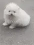 померан момченце, снимка 2