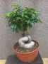 Бонсай Фикус Гинсенг, снимка 6