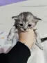 персийски британски котета , снимка 3
