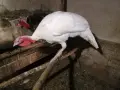 Пуяци и гъски!! , снимка 1