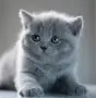 Британско коте женско, снимка 2