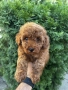 Мини Пудели Момчета и Момичета / Mini Poodle Boys and Girls, снимка 6