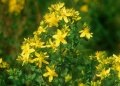 Висококачествени семена от жълт кантарион 2000 бр. семена билка антидепресант медоносно растение за , снимка 12