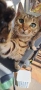 Бенгалски котенца, снимка 1
