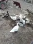 Неми патици Неми патици, снимка 1