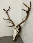 Краси трофей от елен, снимка 2