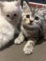британски котета, снимка 2
