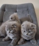 Шотландски клепоухи котета, снимка 6