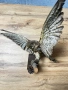 Препарирана птица, снимка 1