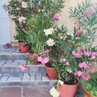 Олеандър/Зокум/Лян/Nerium Oleander, снимка 9 - Градински цветя и растения - 41400632
