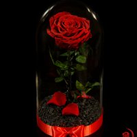 Романтичен подарък за приятелка / ЕСТЕСТВЕНА вечна роза в стъкленица / Подарък за Рожден Ден на Жена, снимка 10 - Градински цветя и растения - 24090675