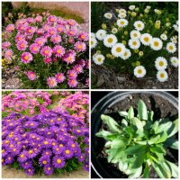 Градински цветя и храсти, снимка 18 - Градински цветя и растения - 42084094