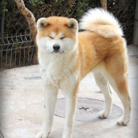 Akita inu male , снимка 3 - Акита ину - 44811632