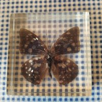 естествени  пеперуди , снимка 5 - Колекции - 39596146