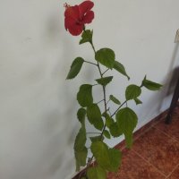 Китайски рози хибискус червена фуния, снимка 6 - Стайни растения - 38143414