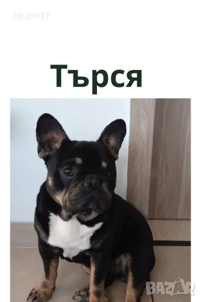 Френски булдог, снимка 1