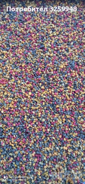 Пчелен прашец , снимка 1