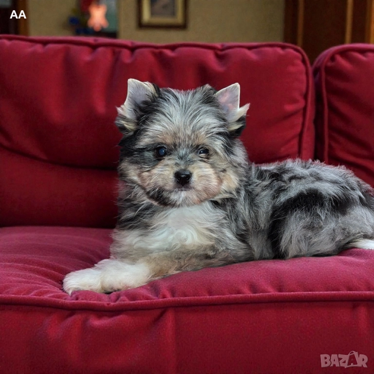 Резервирана! Йоркширски териер, момиче, с цвят синьо мерле, снимка 1