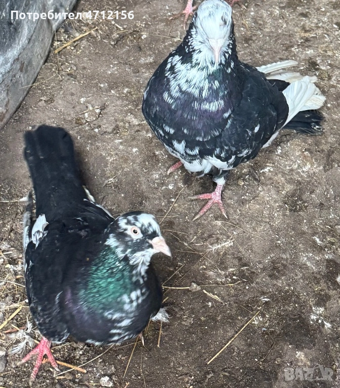 Гълъби на въртене, снимка 1