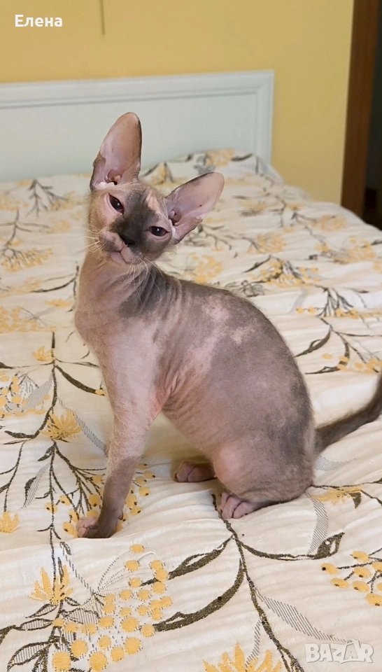 синеока женска Донски сфинкс с родословие, снимка 1