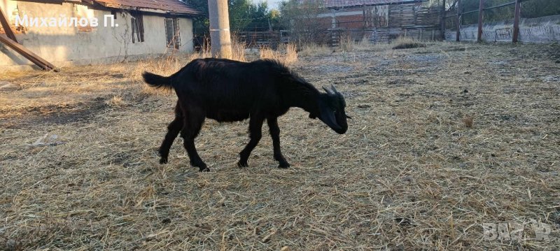 Ярета мъжки за продан или размяна, снимка 1