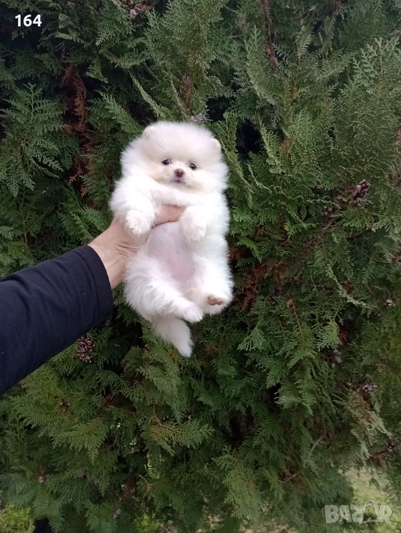 Женски Померани. Реални снимки от 07.12.25 г. , снимка 1