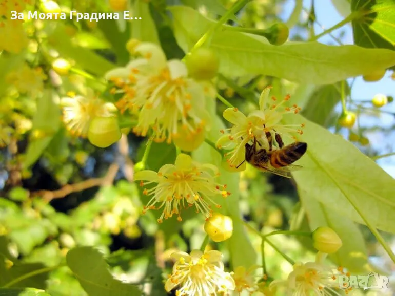 Липа Фиданки, снимка 1
