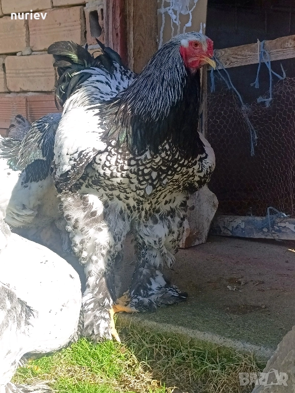 картал брама , снимка 1