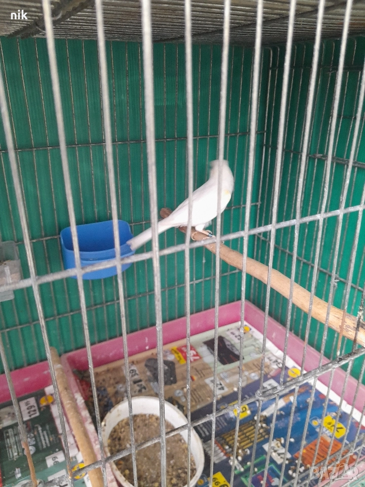 Мъжки канари, снимка 1