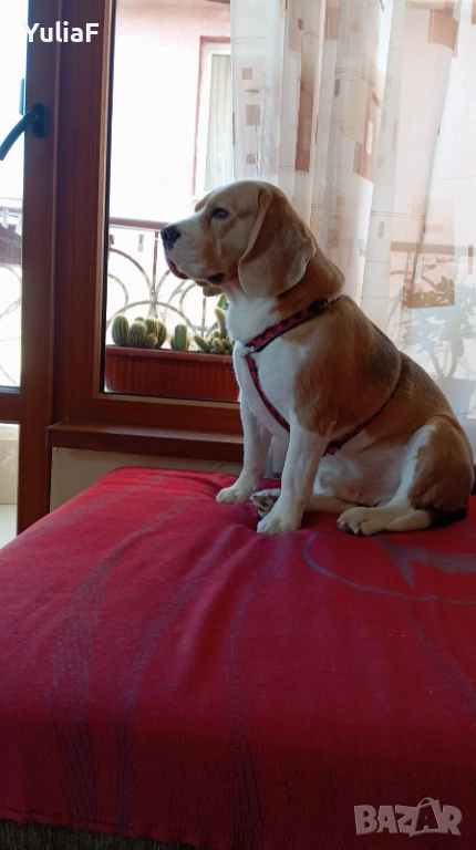 Куче Бигъл за разплод, снимка 1